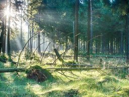 IMGP8447_HDR_Morgenstemning_i_skoven